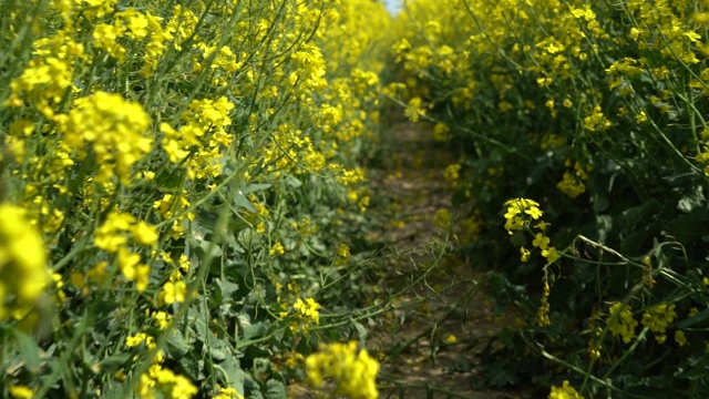 田野上美丽的春天金色的花油菜籽近距离模糊的背景，油菜，油菜。视频素材