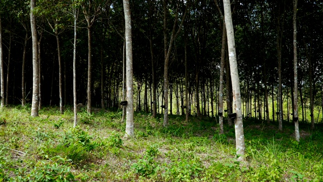 泰国一个种植园里成排的橡胶树。亚洲。视频素材