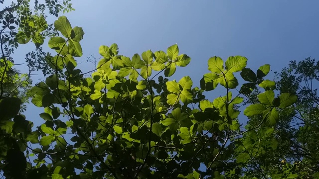 树叶树枝与天空视频素材