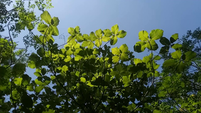 树叶树枝与天空视频素材