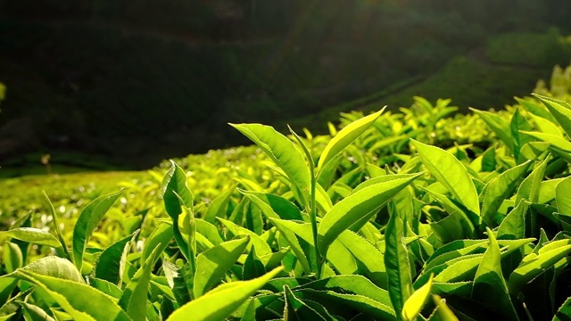 印度喀拉拉邦穆纳尔茶园的新鲜绿茶叶子。视频素材