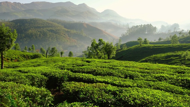 斯坦尼康镜头拍摄的茶叶种植园在Munnar，印度视频素材