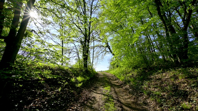 德国黑森Vogelsberg地区春天阳光明媚的森林小径视频素材