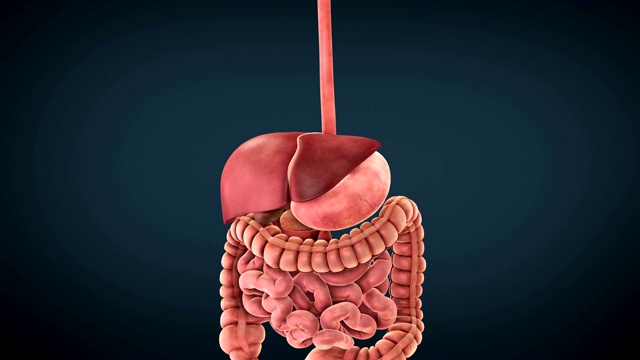 消化系统视频素材