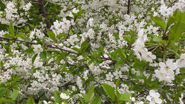 白色樱桃开花视频素材