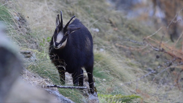 Rupicapra Rupicapra，岩羚羊，雪，冰，下雪了，冷，哺乳动物，寻找食物，寻找食物，寻找食物，寻找食物，反刍，大天堂国家公园，视频素材