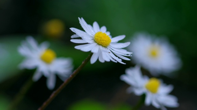 白色的洋甘菊花卉。新鲜的雨水滴在雏菊花上。小水滴落在草地上的野花上。雨滴坠落视频素材