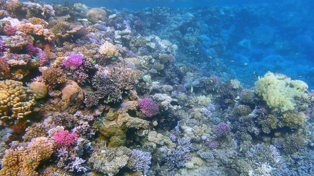 埃及的拉哈米湾，美丽的珊瑚礁上有海洋生物和许多热带鱼视频素材