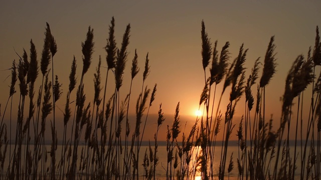 从美丽的夕阳到芦苇荡，芦苇荡在风中，金色的水面和晚霞，自然的概念。里德轮廓视频素材