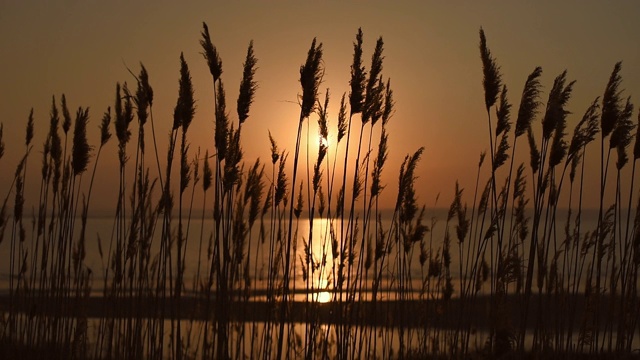 选择柔软的焦点海滩干草在美丽的日落和河流前，芦苇秸秆在风中吹拂，金色的水面和晚霞，自然的概念。里德轮廓视频素材