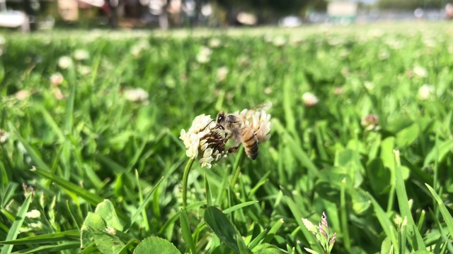 蜜蜂和花朵视频素材