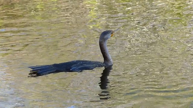 游泳的双冠鸬鹚(Phalacrocorax auritus)视频素材