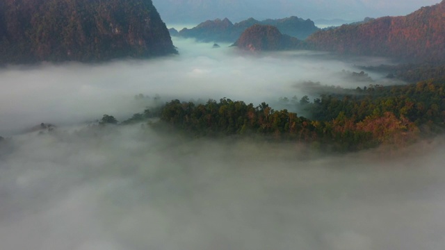 在丛林的薄雾中俯瞰视频素材