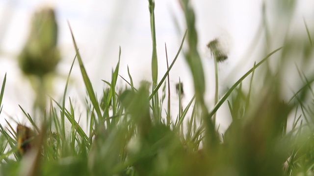 细节绿草春季视频背景视频素材