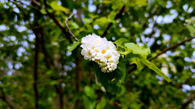 花开的鸟，樱花枝。室外景观视频素材