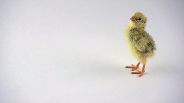 新生毛茸茸的鹌鹑小鸡视频素材