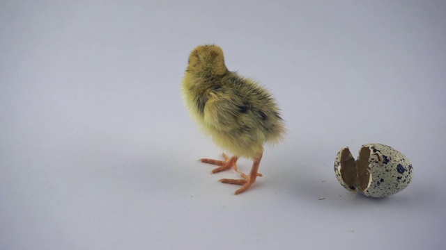 新生毛茸茸的鹌鹑小鸡视频素材