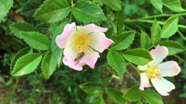 野玫瑰上的蜜蜂叫蔷薇或狗蔷薇视频素材