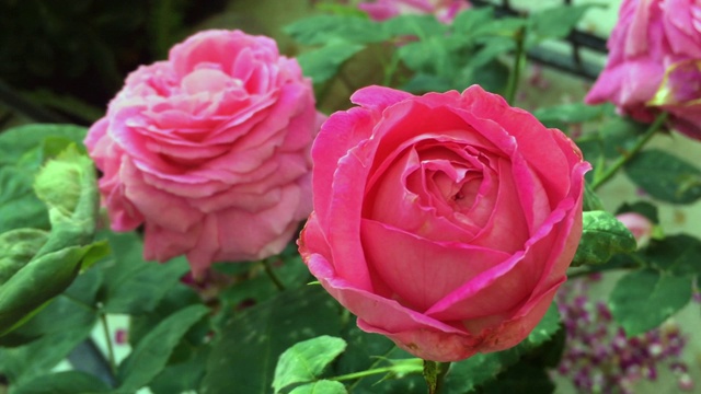 美丽和多彩的玫瑰在附近的计划视频素材