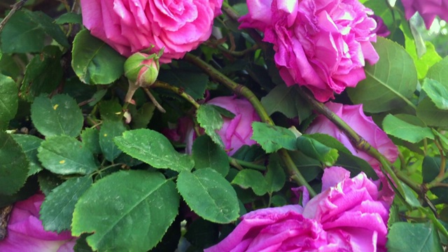 美丽和多彩的玫瑰在附近的计划视频素材