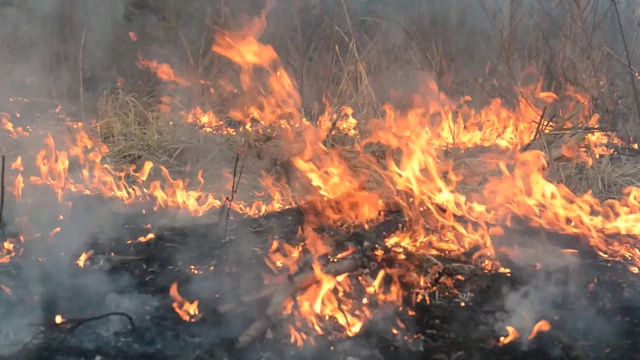 松树林发生森林火灾视频素材