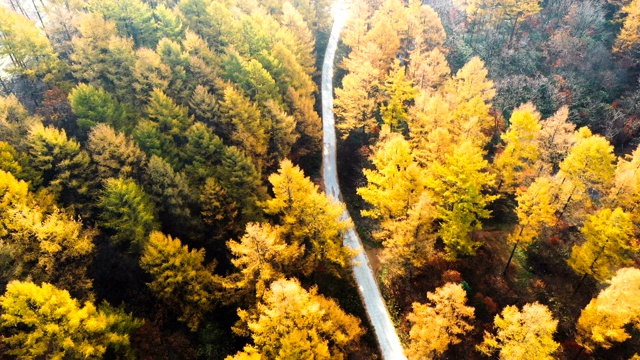 秋天的森林路/江原道，韩国视频素材