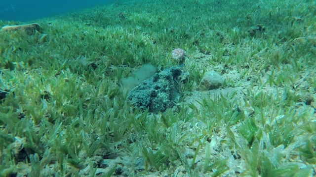 暗礁石鱼的特写镜头(Synanceia verrucosa)被埋在海床上的沙子上覆盖着绿色的海草。慢动作，相机变焦。埃及红海视频素材