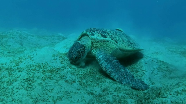 慢镜头，海龟带着壳下的鮣鱼游到沙底，在沙底吃海草，绿海龟和鮣鱼视频素材