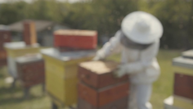 养蜂人移走蜂巢，蜜蜂围着他飞60FPS慢镜头视频素材