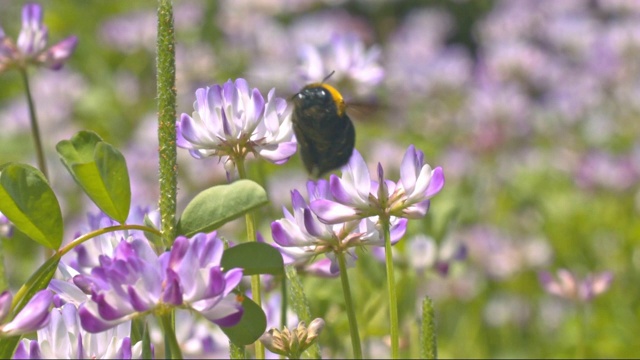 一只大黄蜂从一朵花上起飞的慢动作。视频素材
