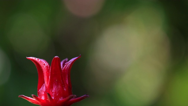 芙蓉或玫瑰的果实在绿色的背景上。视频素材