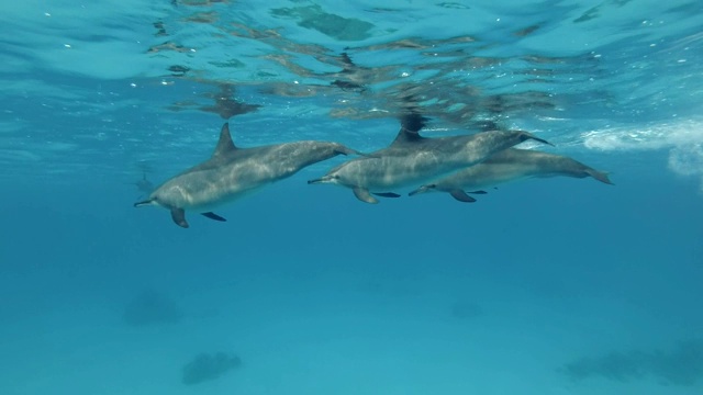 一群四头海豚在蓝色的水面下排成一行游泳。飞旋海豚(Stenella longirostris)，水下拍摄。红海，萨塔亚礁(海豚屋)，马萨阿拉姆，埃及，非洲视频素材