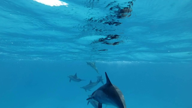 一群幼年海豚在蓝色的水面下玩耍。飞旋海豚(Stenella longirostris)，水下拍摄，红海，萨塔亚礁(海豚屋)，马萨阿拉姆，埃及，非洲视频素材