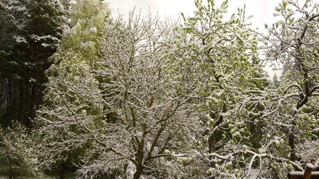 春天雪融化视频素材