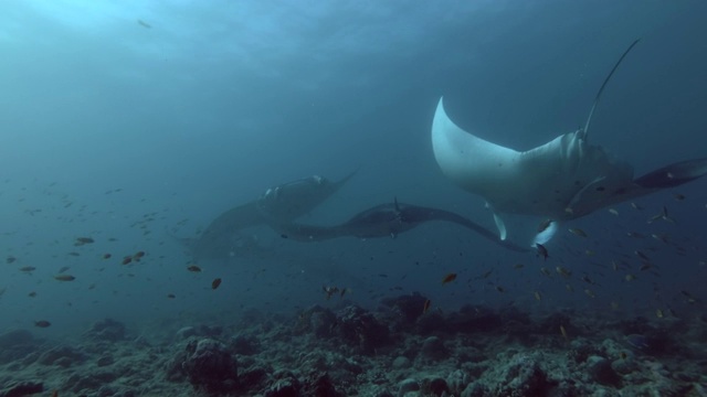 一群礁蝠鲼(Mobula alfredi, Manta alfredi)游在珊瑚礁上，印度洋，马尔代夫视频素材