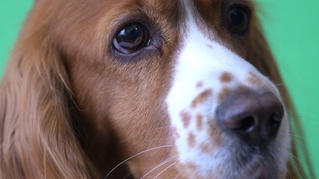 慢动作的混血可卡犬视频素材