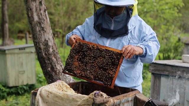 养蜂人在养蜂场。养蜂人在养蜂场里处理蜜蜂和蜂箱。养蜂人从蜂箱中取出带蜜蜂的框架，拿在手里。视频素材