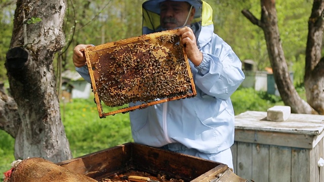 养蜂人在养蜂场。养蜂人在养蜂场里处理蜜蜂和蜂箱。养蜂人手里拿着框架，检查它。视频素材