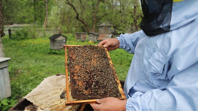 养蜂人在养蜂场。养蜂人在养蜂场里处理蜜蜂和蜂箱。养蜂人手里拿着框架，检查它。视频素材