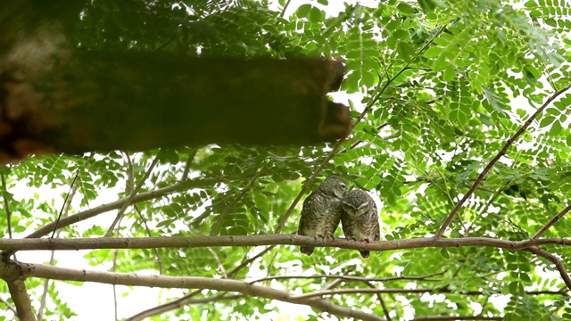 鸟泰国斑点猫头鹰视频下载