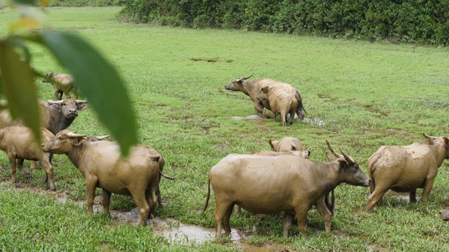 一群肮脏的水牛在稻田里吃草和玩耍。视频素材