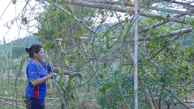 在百香果农场工作的亚洲女农民视频素材