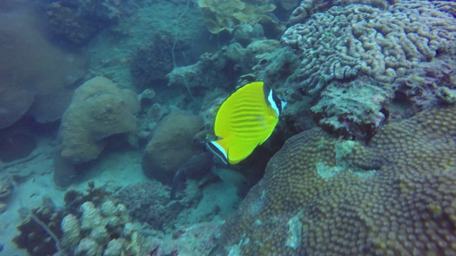 海洋潜水，水下五彩缤纷的热带珊瑚礁海景。海洋深处的一群海洋鱼类。软、硬珊瑚水生生态乐园背景。爱好水上极限运动。视频素材