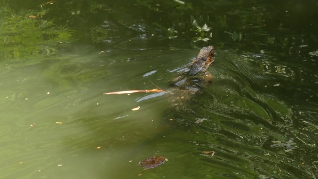 亚洲常见的水监测大型变种蜥蜴原产于亚洲。在河边、湖或池塘附近的绿草地上。食肉动物爬行动物狩猎。曼谷街头的野生龙捕食者视频素材