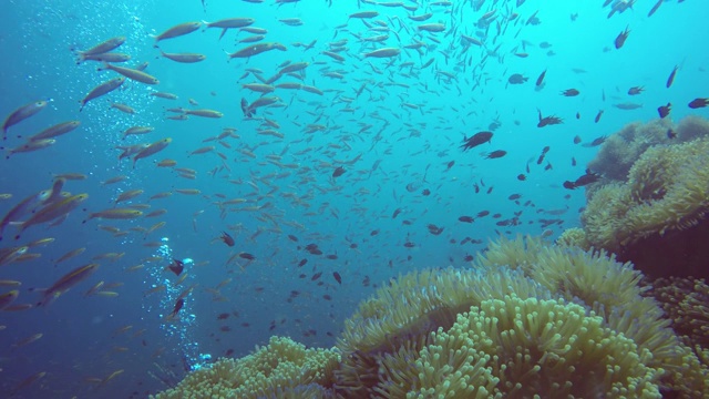 海洋潜水，水下五彩缤纷的热带珊瑚礁花园海景。海洋鱼类，深海。海葵田，软珊瑚水生共生生态系统，天堂泻湖背景。视频素材