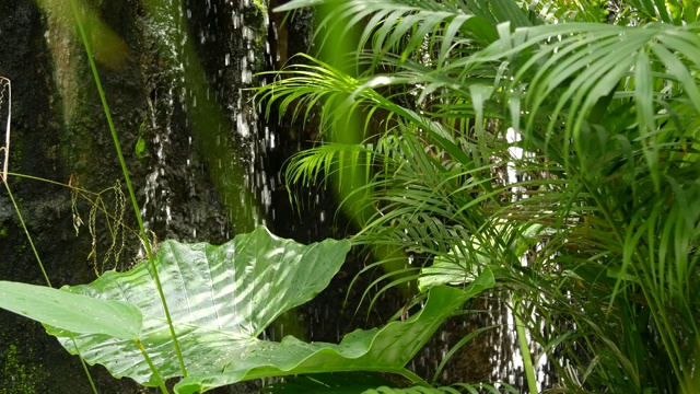 在雨林中洒水。丛林的热带异国背景与小溪和野生多汁的绿叶在树林里。雨林或园林绿化。新鲜，充满活力的天堂植物，枝叶与散景视频素材