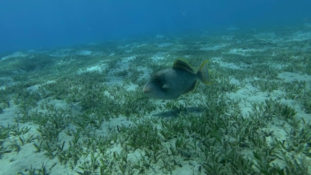 触发鱼慢慢地在覆盖着绿色海草的海床上游动。黄棱鱼(黄棱鱼)视频素材