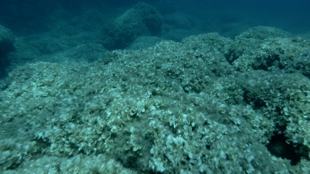 慢镜头，水下景观岩石底部覆盖着棕色藻类孔雀尾巴(Padina pavonica)镜头缓慢向前移动视频素材