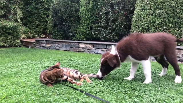 孟加拉猫与边境牧羊犬玩耍视频素材