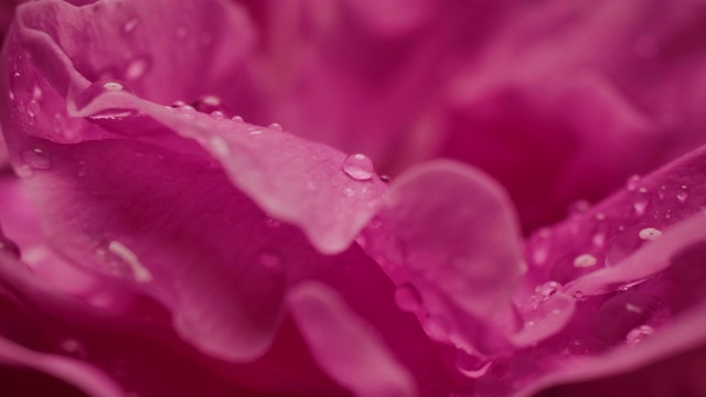 微距摄影拍摄的水滴雨滴在玫瑰花瓣浪漫爱情主题背景视频素材